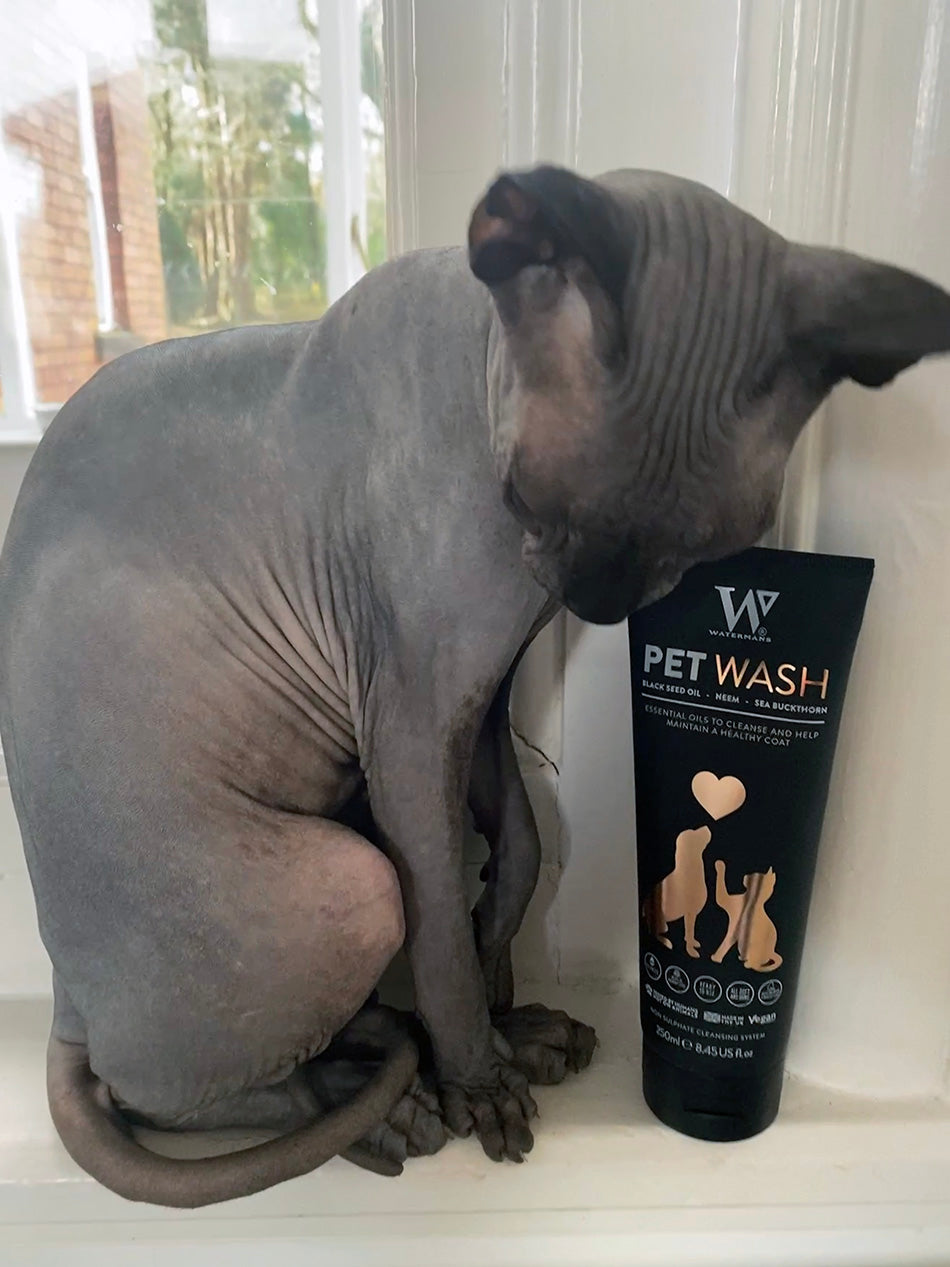 Shampoo for Sphynx cats