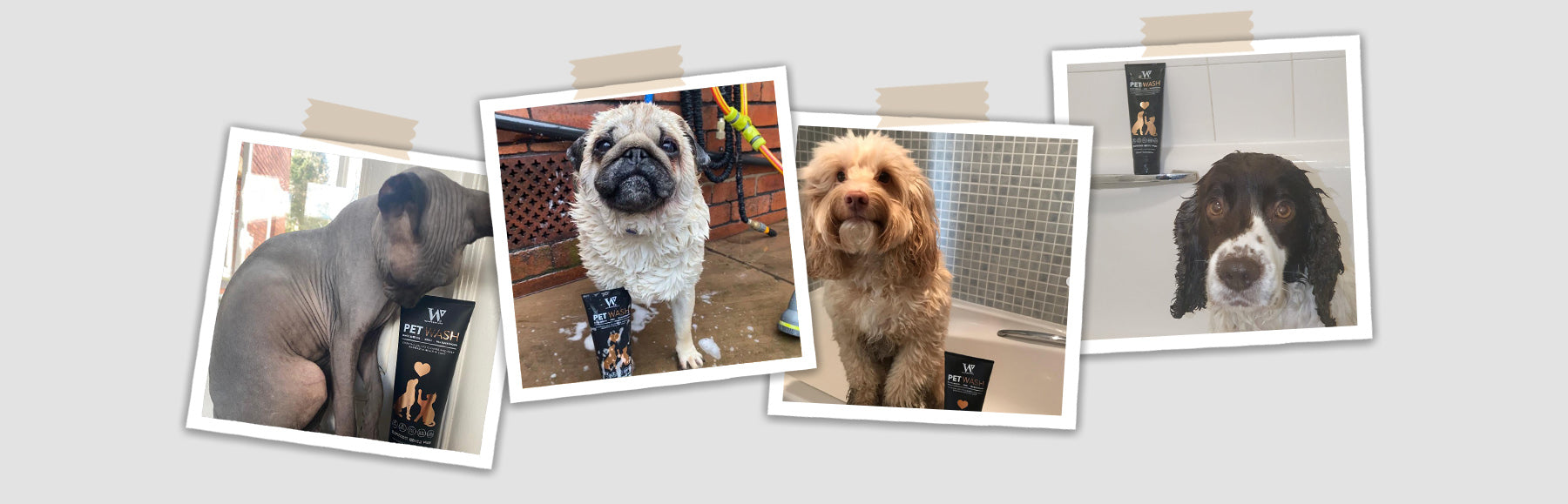 dog skin infection, , dog skin conditions, dry skin on dogs